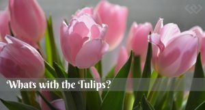 Whats with the tulips, Whidbey Island, Tulips, Flowers, Gardening, Holland happening