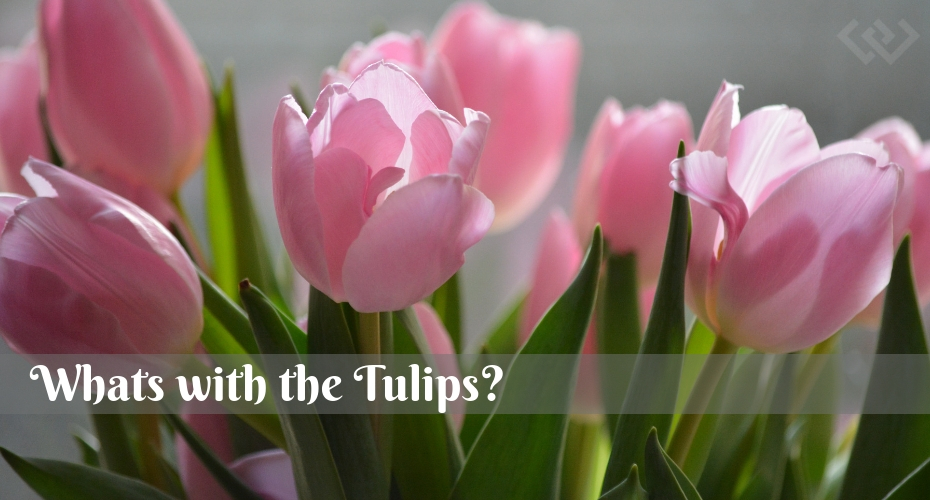 Whats with the tulips, Whidbey Island, Tulips, Flowers, Gardening, Holland happening